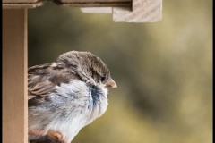 2013-07-03 FS_ Spatz_0001.jpg