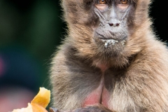 Workshop Tierfotografie