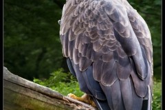 Workshop Tierfotografie