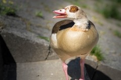 2016-06-26 FS_ DSC00533_ILCE-7M2.jpg