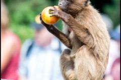 Workshop Tierfotografie